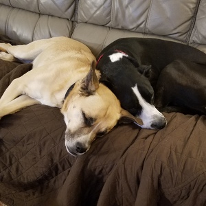 Fundraising Page: Kim Gurley